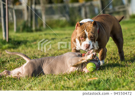 Two American Bully puppies dogs are playing Two American Bully puppies dogs are playing 94550472