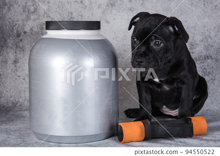 Black American Staffordshire Bull Terrier dog puppy with dumbbells for sports and a jar of vitamins Black American Staffordshire Bull Terrier dog puppy with dumbbells for sports and a jar of vitamins 94550522
