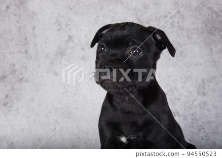 Black female American Staffordshire Bull Terrier dog puppy on gray background Black female American Staffordshire Bull Terrier dog puppy on gray background 94550523