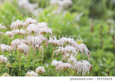 Chingulma殖民地高山植物 Chingulma殖民地高山植物 94550929