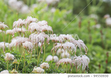 Chingulma殖民地高山植物 Chingulma殖民地高山植物 94550930