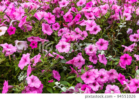 Pink flowers bloom in the city park garden Pink flowers bloom in the city park garden 94551026
