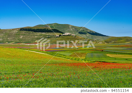 Lentil flowering with poppies and cornflowers in Castelluccio di Norcia, Italy Lentil flowering with poppies and cornflowers in Castelluccio di Norcia, Italy 94551154