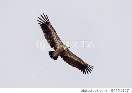 Griffon vulture, Gyps fulvus in Monfrague National Park. Extremadura, Spain 94551167