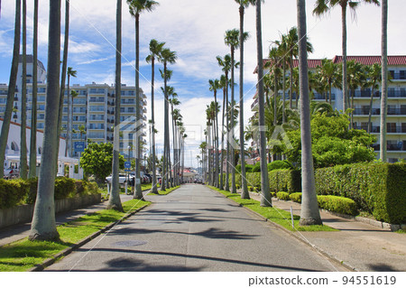 [Zushi City] A row of palm trees in Zushi Marina 94551619