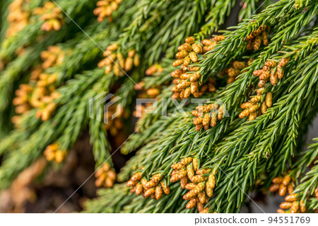 Season of cedar pollen Season of cedar pollen 94551769