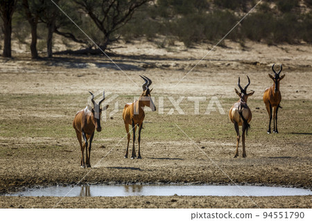 Hartebeest in Kgalagadi transfrontier park, South Africa 94551790
