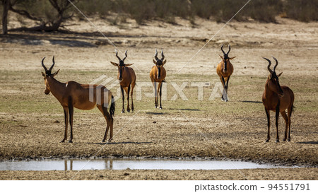 Hartebeest in Kgalagadi transfrontier park, South Africa Hartebeest in Kgalagadi transfrontier park, South Africa 94551791