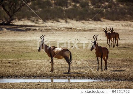 Hartebeest in Kgalagadi transfrontier park, South Africa 94551792