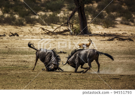 Blue wildebeest in Kgalagadi transfrontier park, South Africa Blue wildebeest in Kgalagadi transfrontier park, South Africa 94551793