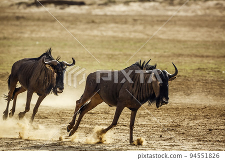 Blue wildebeest in Kgalagadi transfrontier park, South Africa 94551826