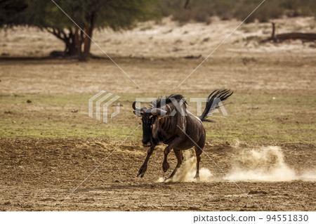 Blue wildebeest in Kgalagadi transfrontier park, South Africa 94551830