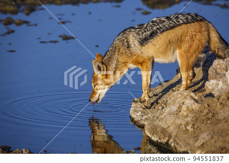 Black backed jackal in Kgalagadi transfrontier park, South Africa 94551837