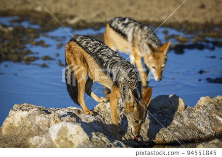 Black backed jackal in Kgalagadi transfrontier park, South Africa 94551845