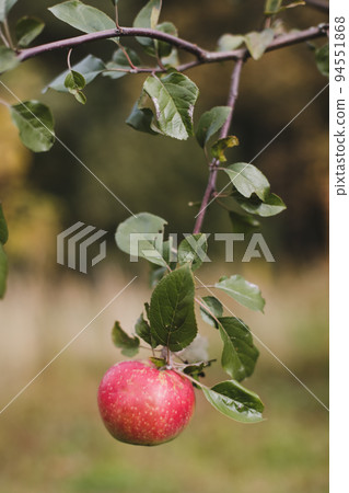 Organic apples. Fruit without chemical spraying. Autumn day. Rural garden. Ripe red apple on a tree 94551868