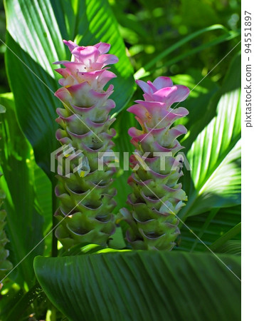 Blooming turmeric Curcuma Longa flowers.and sunshine background. 94551897