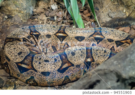 Boa constrictor snake, red-tailed boa or the common boa. Close up view 94551903