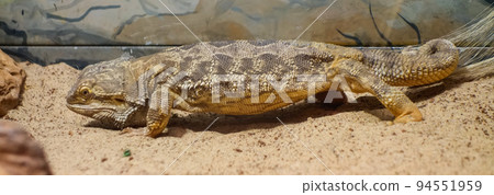 Pogona or bearded dragon lizard in captivity. Close view Pogona or bearded dragon lizard in captivity. Close view 94551959