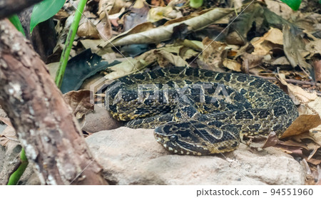 Painted Lancehead snake, or Bothrops diporus. Close up view 94551960