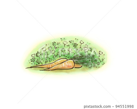Harvested carrots and a clover field behind 94551998