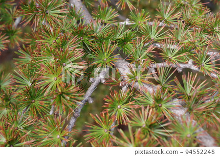 落葉松葉 94552248