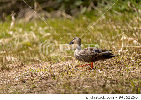 斑嘴鴨在殘留融水的濕地覓食 94552250