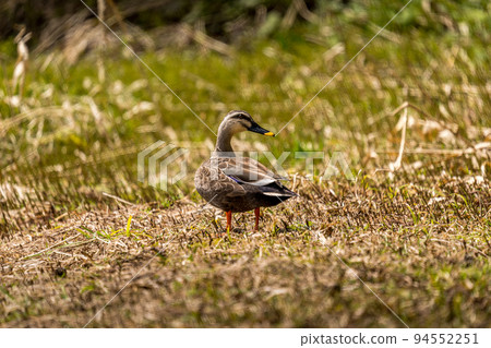 斑嘴鴨在殘留融水的濕地覓食 94552251