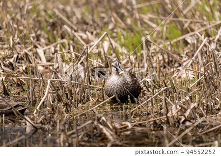 斑嘴鴨在殘留融水的濕地覓食 94552252