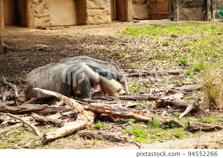 一隻可愛的食蟻獸在動物園裡閒逛 一隻可愛的食蟻獸在動物園裡閒逛 94552266