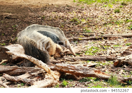 A cute anteater lounging in the zoo A cute anteater lounging in the zoo 94552267