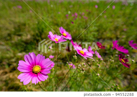 Saga Airport Cosmos Garden Akizakura 94552288