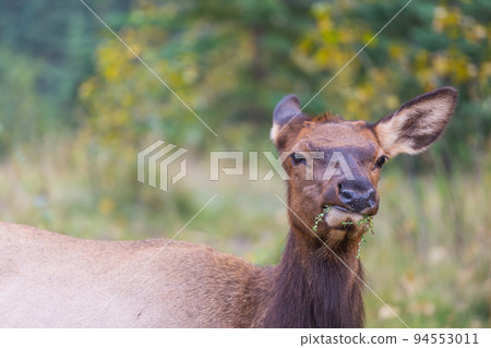 Elk Elk 94553011
