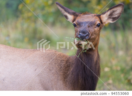 Elk 94553060