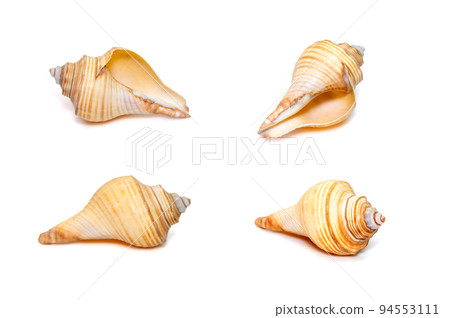 Group of hemifusus sea shells a genus of marine gastropod mollusks in the family Melongenidae isolated on white background. Undersea Animals. Sea Shells. 94553111