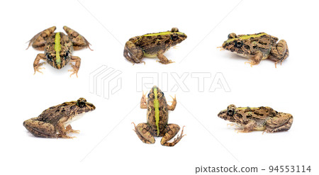 Group of brown frog isolated on white background. Pelophylax ridibundus. Animal. Amphibians Group of brown frog isolated on white background. Pelophylax ridibundus. Animal. Amphibians 94553114