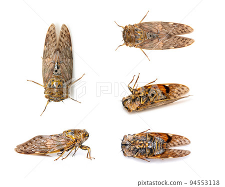 Group of large brown cicada insect isolated on white background. Insects, Animals, Bug..Group of large brown cicada insect isolated on white background. Insects, Animals, Bug. 94553118