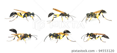 Group of mud dauber wasp(Sphecidae) isolated on white background. Insect. Animal. 94553120