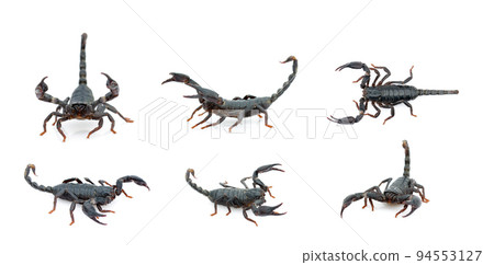 Group of emperor scorpion (Pandinus imperator) isolated on a white background. Insect. Animal. 94553127