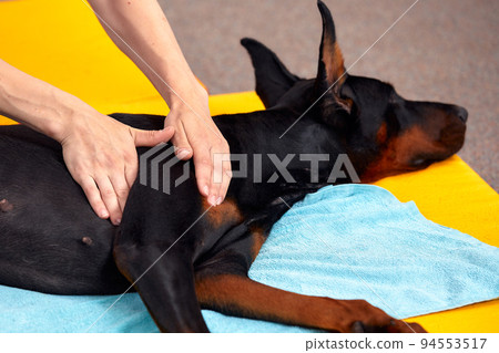big dog lying on the floor and gets a massage on its thight 94553517
