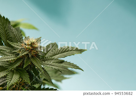 Close-up of a marijuana buds flower isolated on a light blue background. Cannabis can help manage chronic pain, nausea, and vomiting resulting from chemotherapy treatment. Medical and business concept Close-up of a marijuana buds flower isolated on a light blue background. Cannabis can help manage chronic pain, nausea, and vomiting resulting from chemotherapy treatment. Medical and business concept 94553682