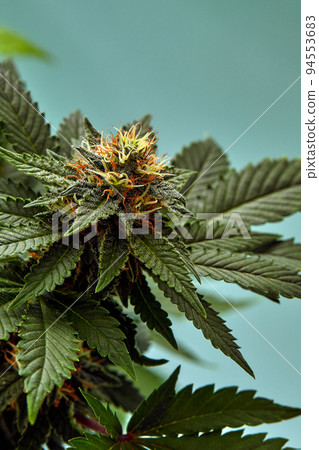 Macro a cannabis flower with the formula THC CBD CBN, CBD Chemical Formula. Concept of herbal alternative medicine, cbd oil, pharmaceutical industry. Macro a cannabis flower with the formula THC CBD CBN, CBD Chemical Formula. Concept of herbal alternative medicine, cbd oil, pharmaceutical industry. 94553683