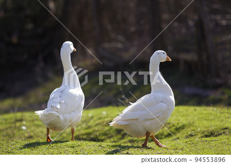 Two white big geese peacefully walking together in green grassy meadow towards dark blurred forest on bright sunny day. Beauty of birds, domestic poultry farming and wild life protection concept. 94553896