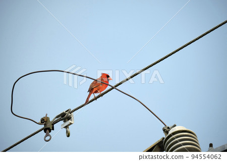Northern cardinal (Cardinalis cardinalis) perched on a wire during summer on blue sky background Northern cardinal (Cardinalis cardinalis) perched on a wire during summer on blue sky background 94554062