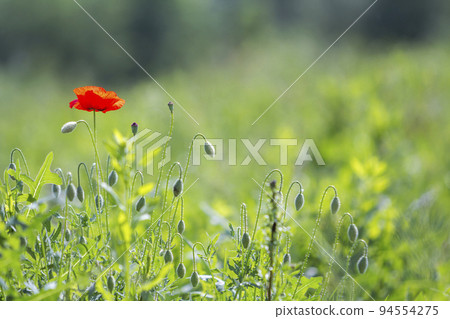 Close-up of tender blooming lit by summer sun one red wild poppy and undiluted flower buds on high stems on blurred bright green summer background. Beauty and tenderness of nature concept. Close-up of tender blooming lit by summer sun one red wild poppy and undiluted flower buds on high stems on blurred bright green summer background. Beauty and tenderness of nature concept. 94554275