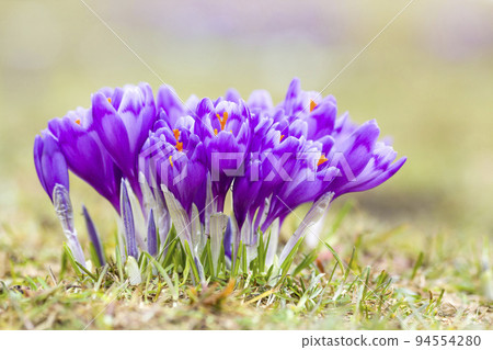 Close-up of marvelous blooming violet crocuses in the Carpathian mountains valley on bright spring morning. Protection of nature and beauty of life concept. Close-up of marvelous blooming violet crocuses in the Carpathian mountains valley on bright spring morning. Protection of nature and beauty of life concept. 94554280
