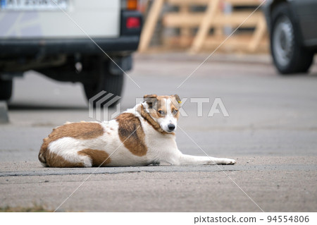 Big white and brown dog laying on asphalt street or road near car waiting for owner 94554806
