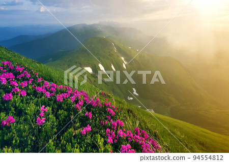 Beautiful view of pink rhododendron rue flowers blooming on mountain slope with foggy hills with green grass and Carpathian mountains in distance with dramatic clouds sky. Beauty of nature concept. 94554812