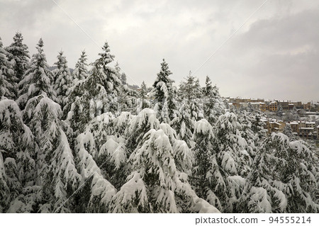 Aerial foggy landscape with evergreen pine trees covered with fresh fallen snow during heavy snowfall in winter mountain forest on cold quiet day Aerial foggy landscape with evergreen pine trees covered with fresh fallen snow during heavy snowfall in winter mountain forest on cold quiet day 94555214