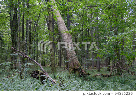Rich deciduous forest in springtime Rich deciduous forest in springtime 94555226