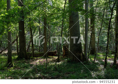 Shady deciduous tree stand with oak trees 94555231